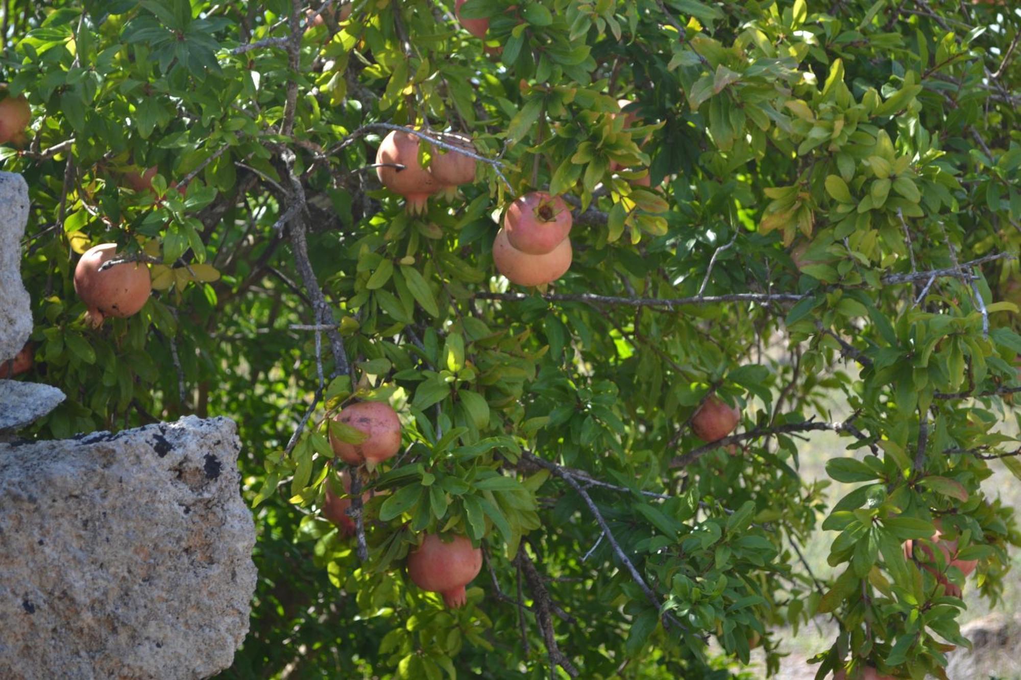 Casa Margherita - Typical Salento House Castrignano del Capo Bagian luar foto
